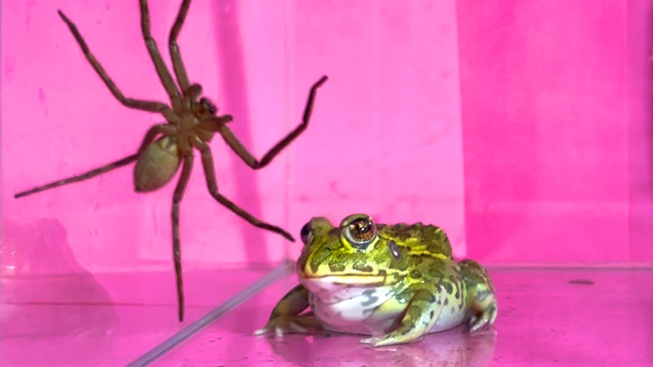 Spiders and frogs / Pacman frog , African bullfrog【LIVE FEEDING】