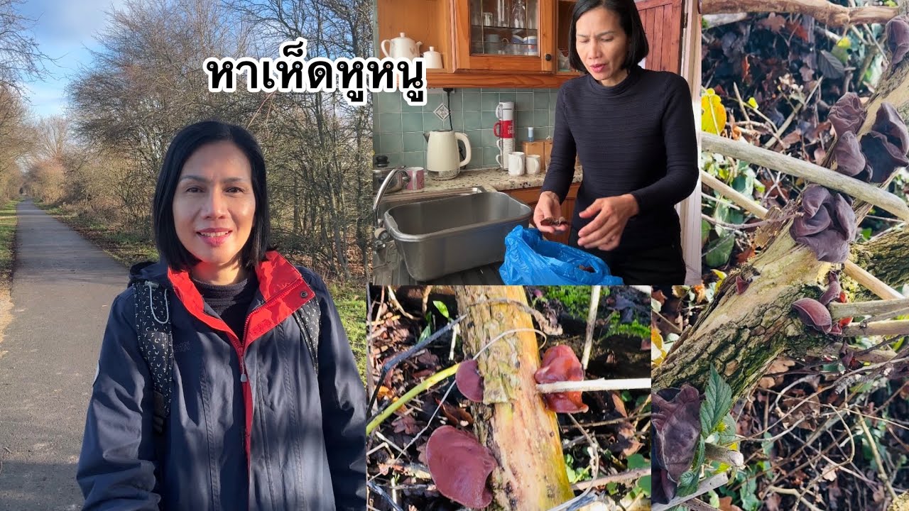 อยู่คนเดียวก็ให้มีความสุขอยู่กับเพื่อนก็มีความสุข เห็ดหูหนู ธรรมชาติแถวบ้าน