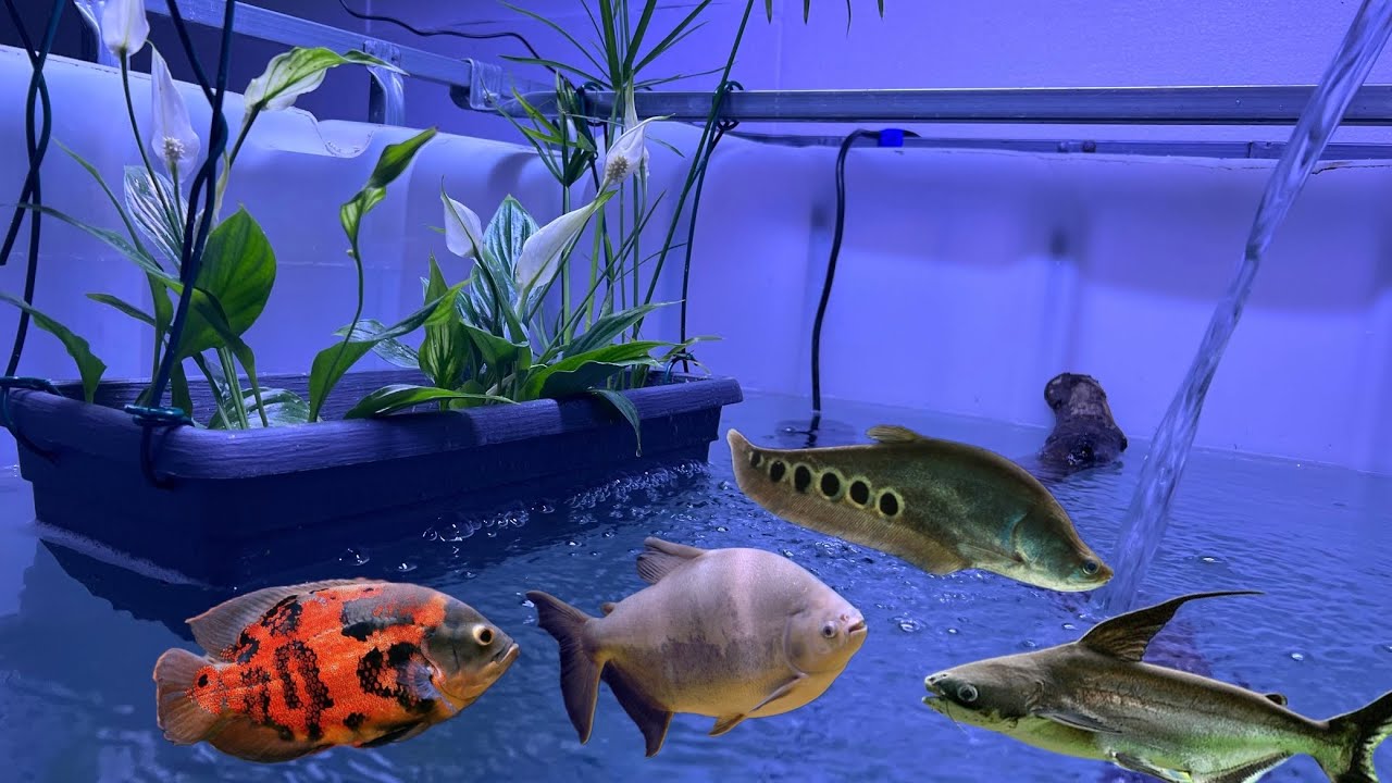 la NUOVA VASCA dei miei PESCI PREDATORI | il mio progetto migliore!