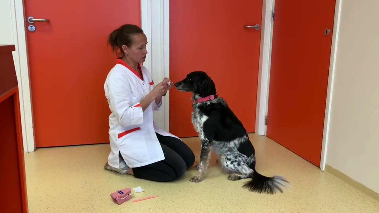 Tanden poetsen bij de hond: hoe leer ik dat aan?