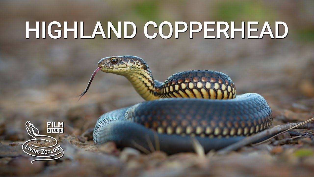 Highland copperhead, one of the most venomous snakes of Australia
