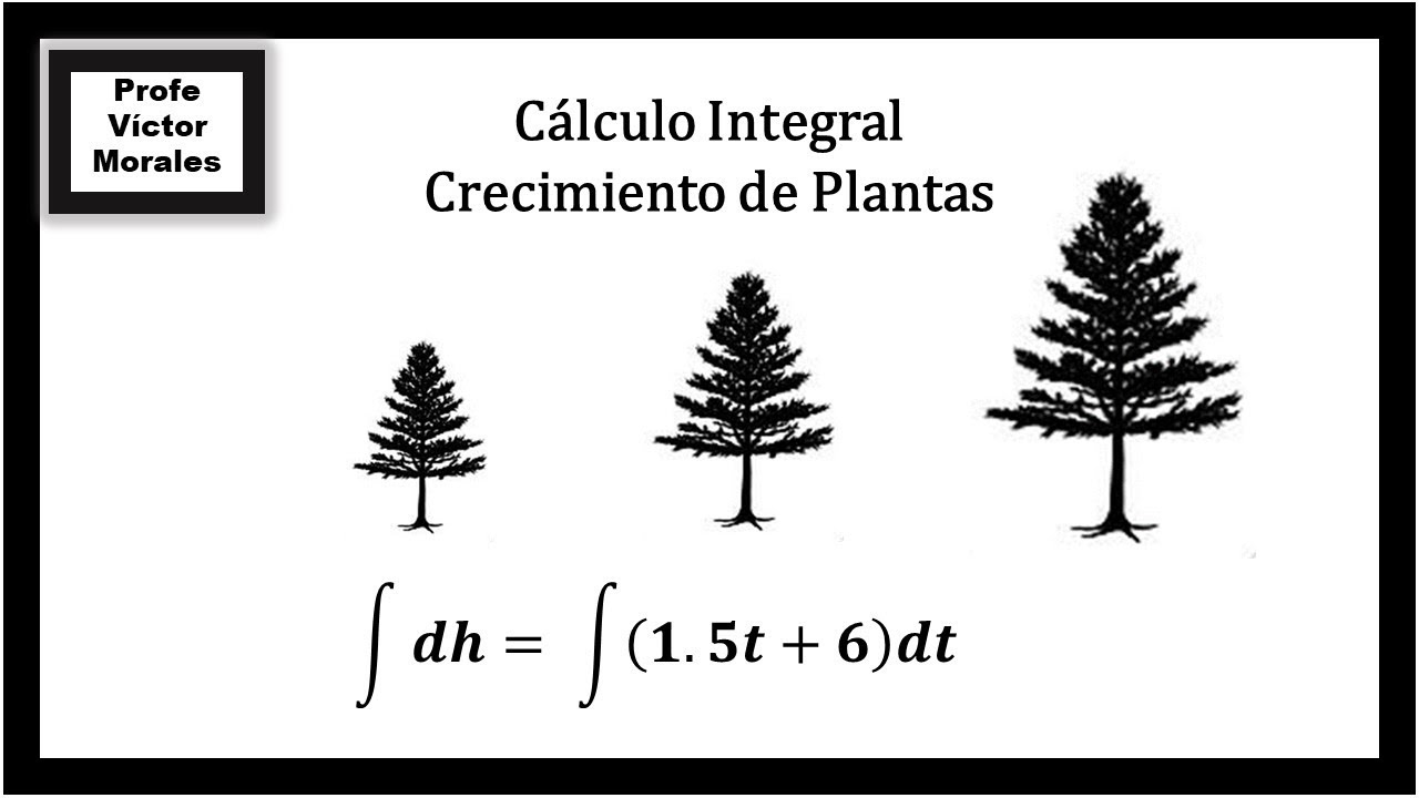Cálculo Integral. Aplicación en crecimiento de plantas. 2a versión