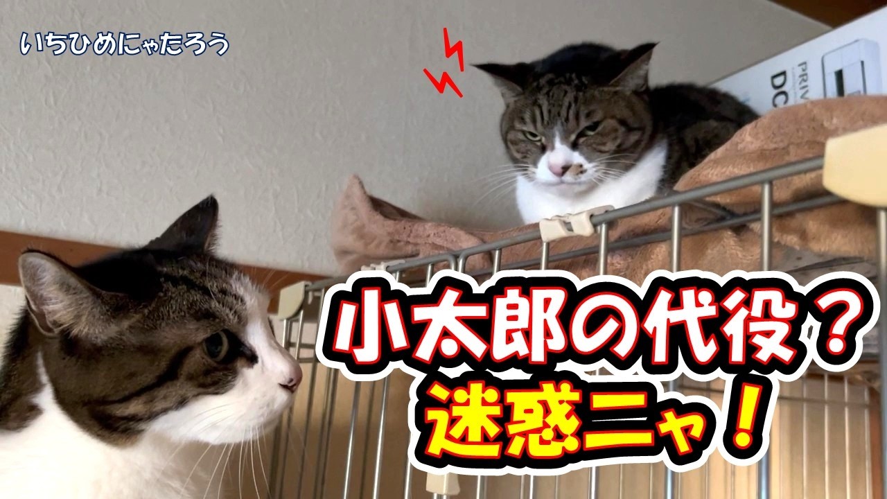 小太郎の代役は迷惑ニャ！と怒る妹猫😾　Hime-chan thinks it's a nuisance to stand in for Kotaro.【Video up:Mon, Wed, Fri】