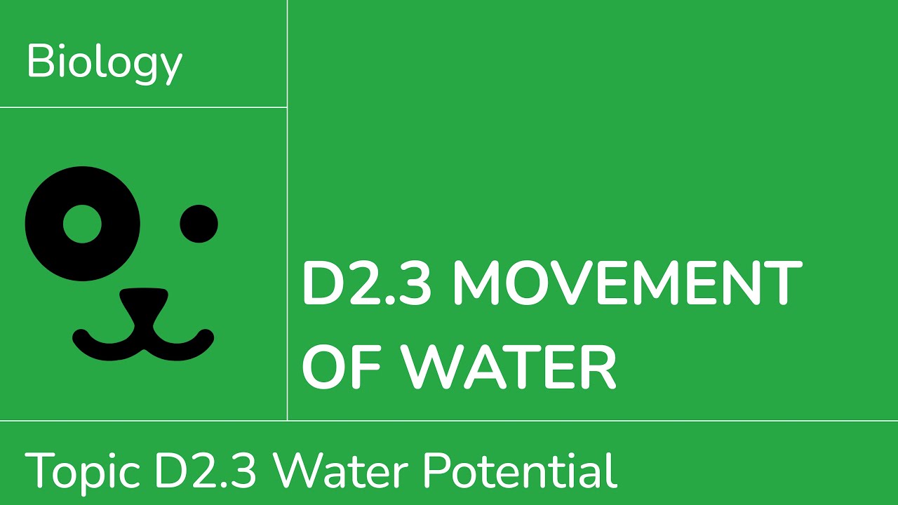 D2.3 Water Movement [IB Biology SL/HL]