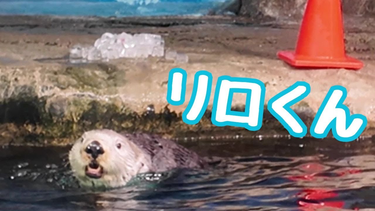 ラッコ 🧊氷大好きリロくん❤️たくさんのかわいいをありがとう🥰 