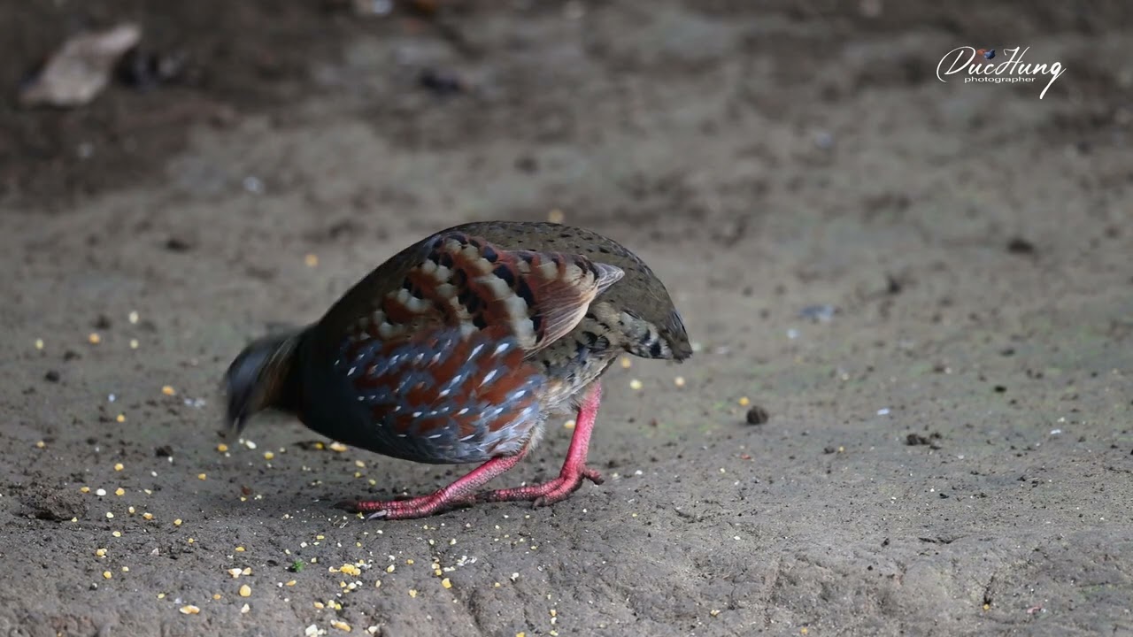 Gà so họng hung - Ruous-throated Partridge