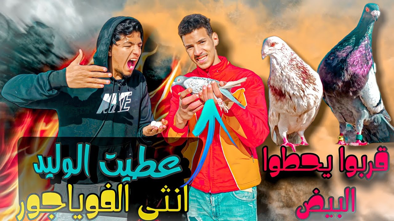 اعطيت لي وليد  الفواياجور 🥳 والبيض ديال الحمامه النحاسيه 🤯 ريبت السجنة كامله باش نخملها 😂