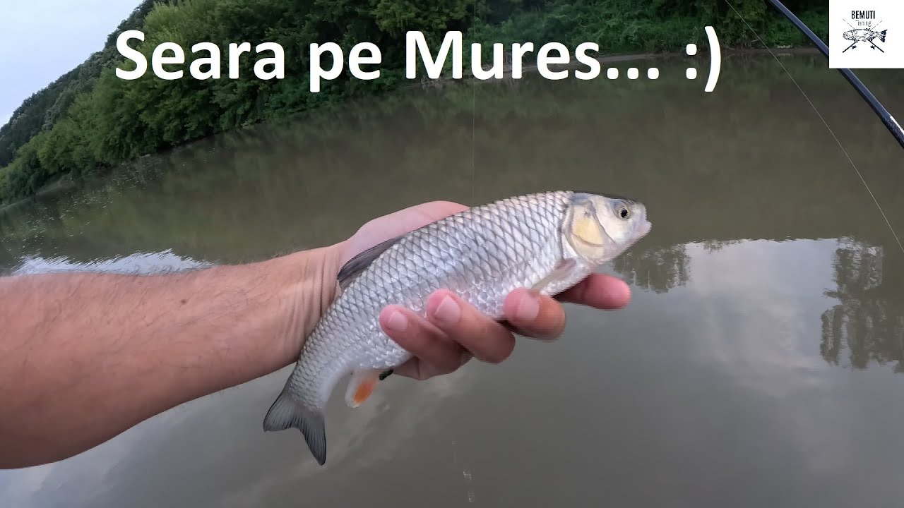 🎣 CLENI, pe Mureș! Seara la Spinning 🎣
