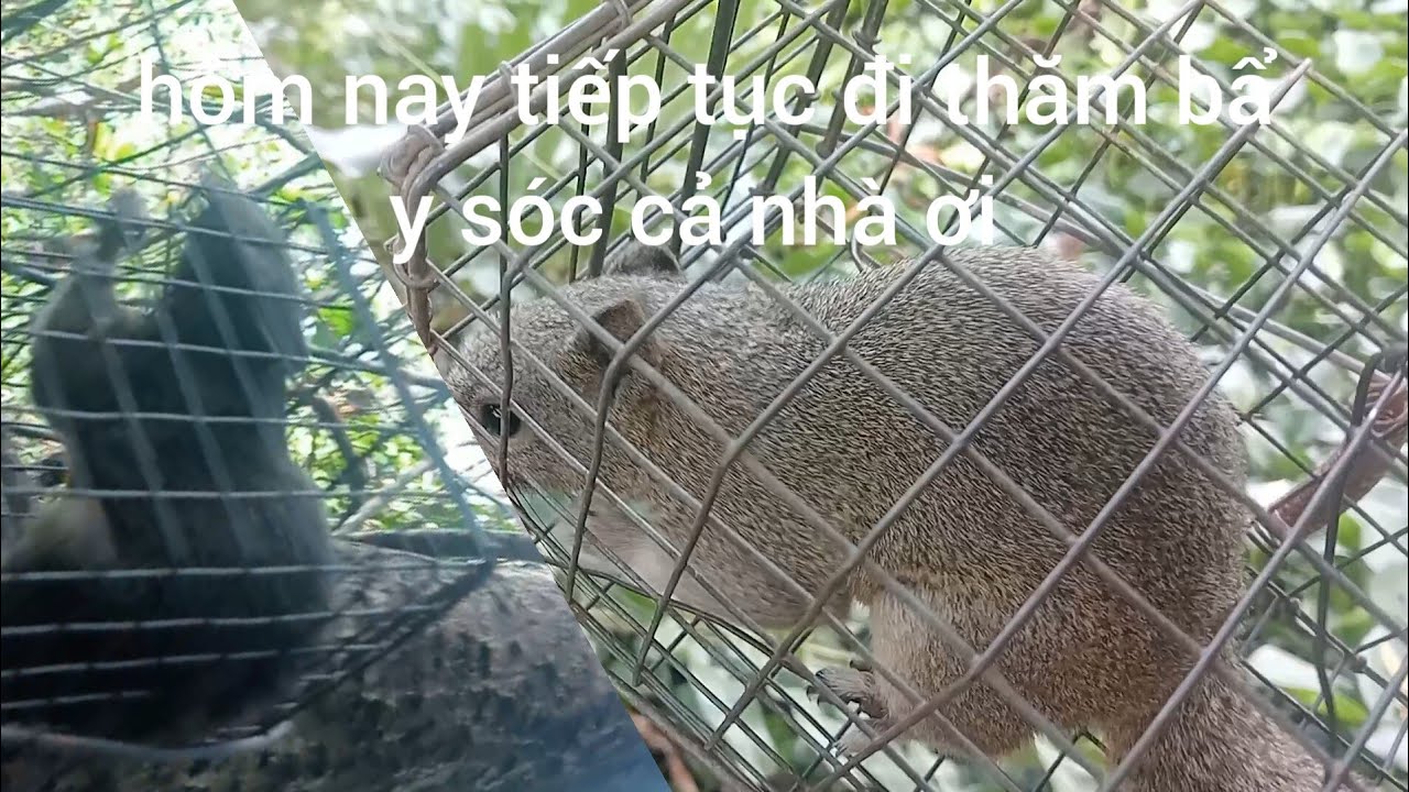 Hôm nay tiếp tục đi thăm bẩy sóc cả nhà ơi 