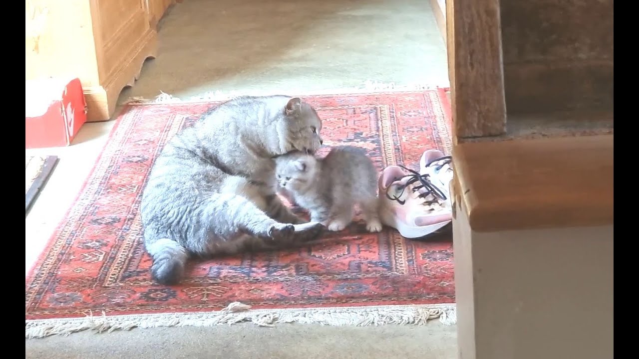 Мужское и женское воспитание у кошек 😜💕 Милые папа кот, мама кошка и котята