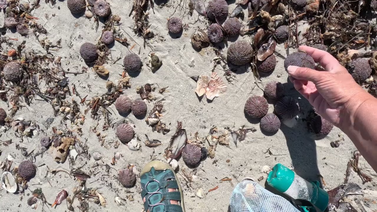 URCHIN Palooza - Mass Beaching at Pass a Grille *Part 2*