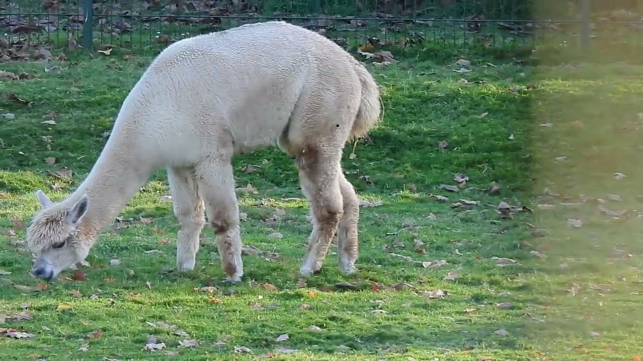 Alpaca’s