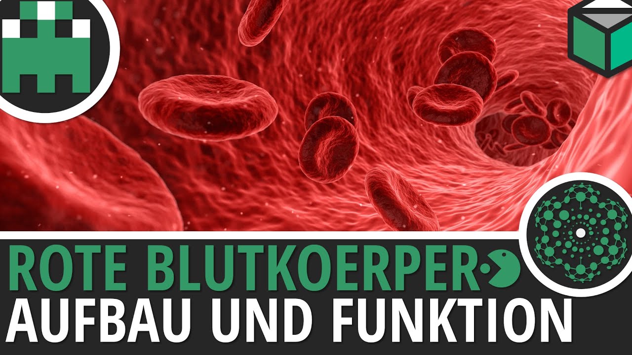 Rote Blutkörperchen Aufbau und Funktion einfach erklärt│Biologie Lernvideo [Learning Level Up]