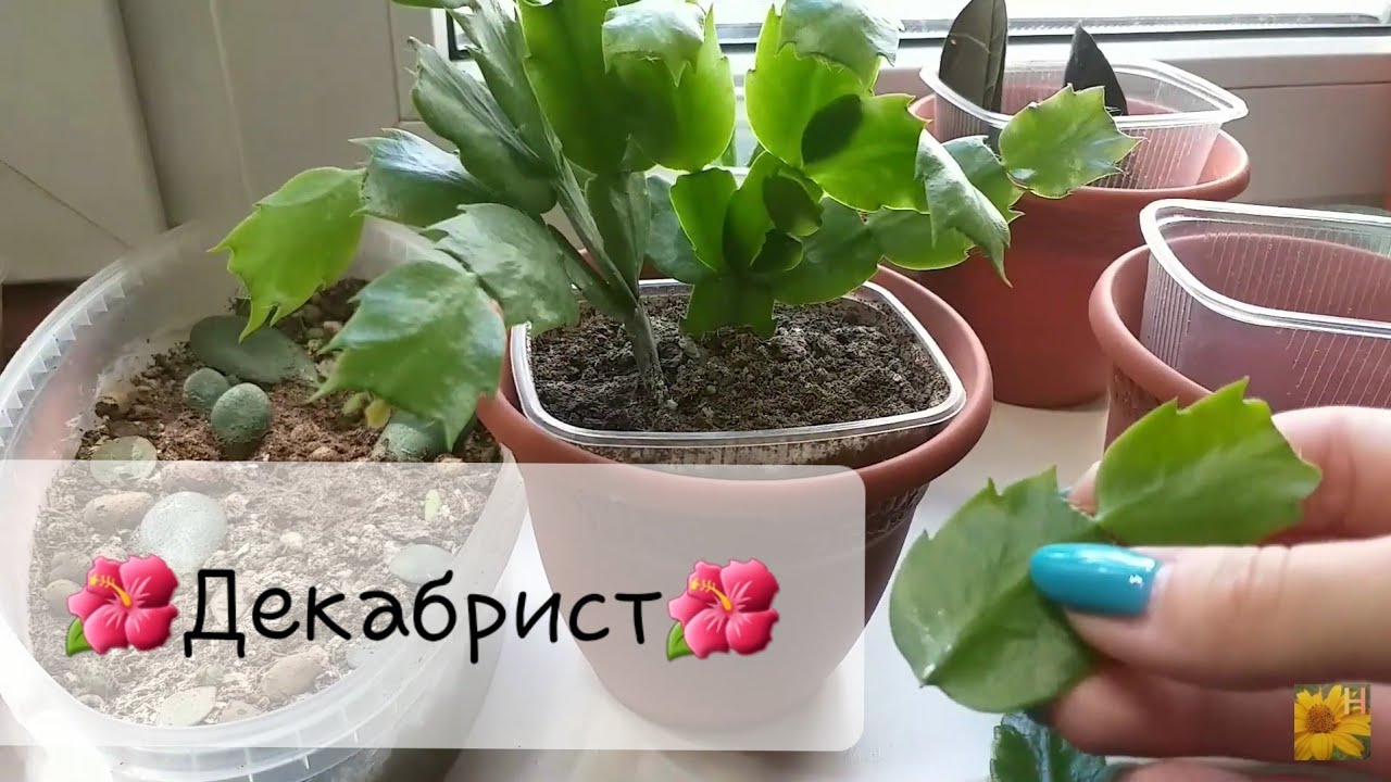 Комнатные растения🌱Декабрист (шлюмбергера)🌺Пересадка взрослого, укоренение, размножение сигментами🌿