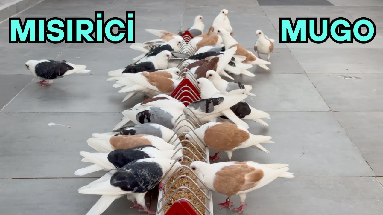Mugo Abinin Rengarenk Baskaları ve Mükemmel Bozalıları ...