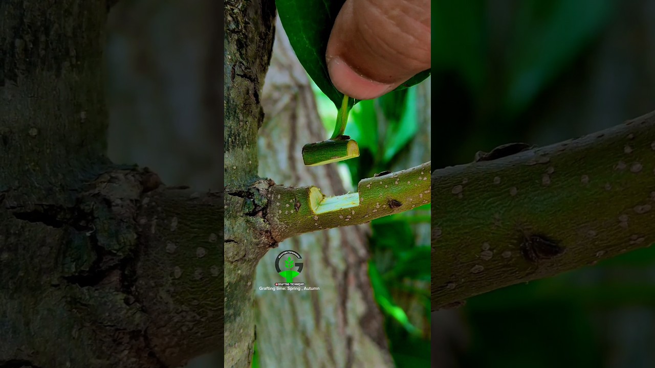 Budding and grafting fruit plants best technology