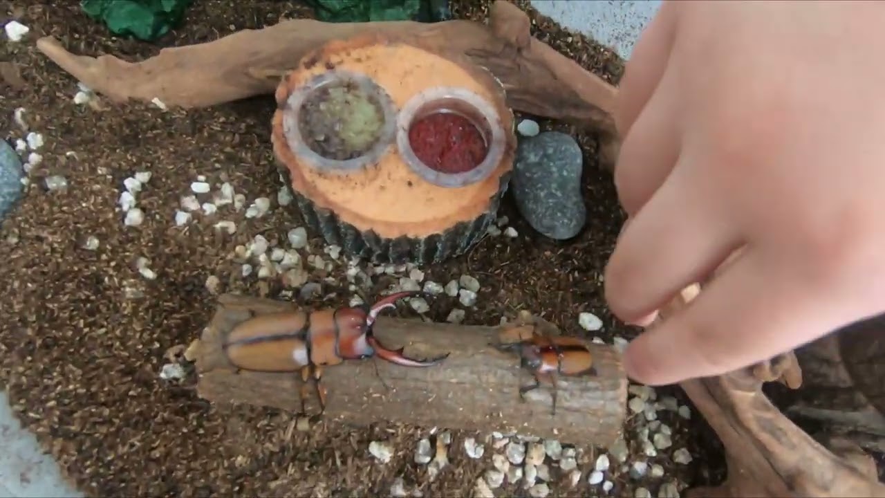 두점박이 사슴벌레 집 꾸미기