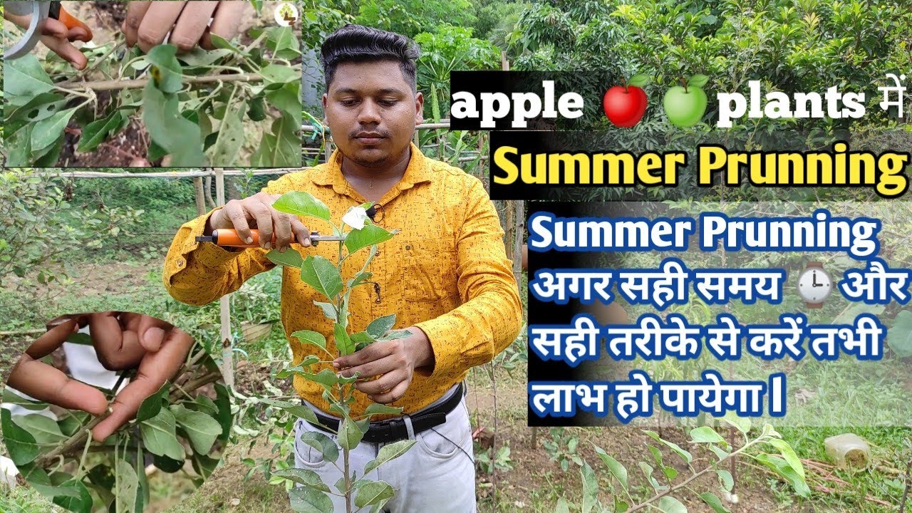 Summer Pruning कैसे और क्यों करें ll  #summer_pruning_in_apple_plants