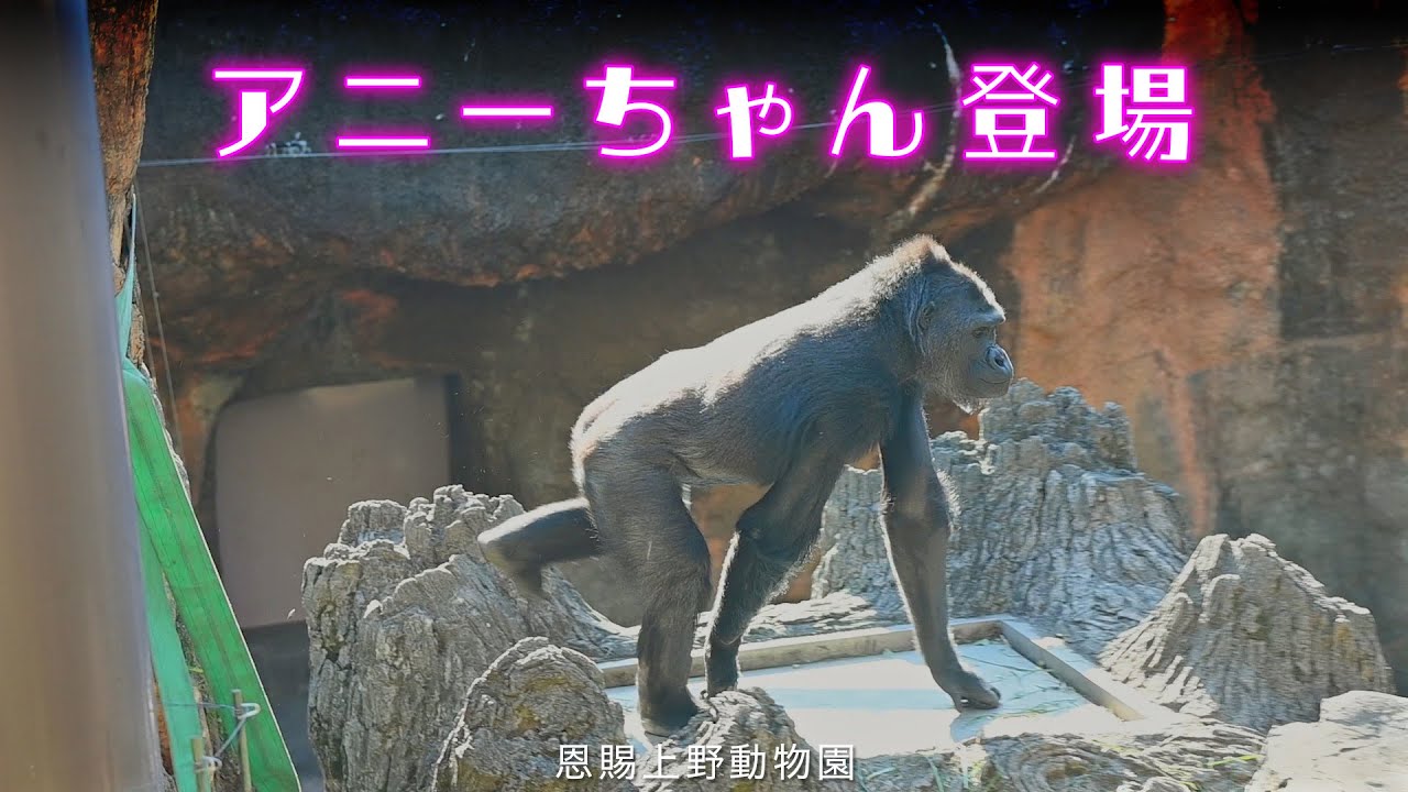 【東山動植物公園→上野動物園】ニシゴリラのアニーちゃんに会えました Western lowland gorilla