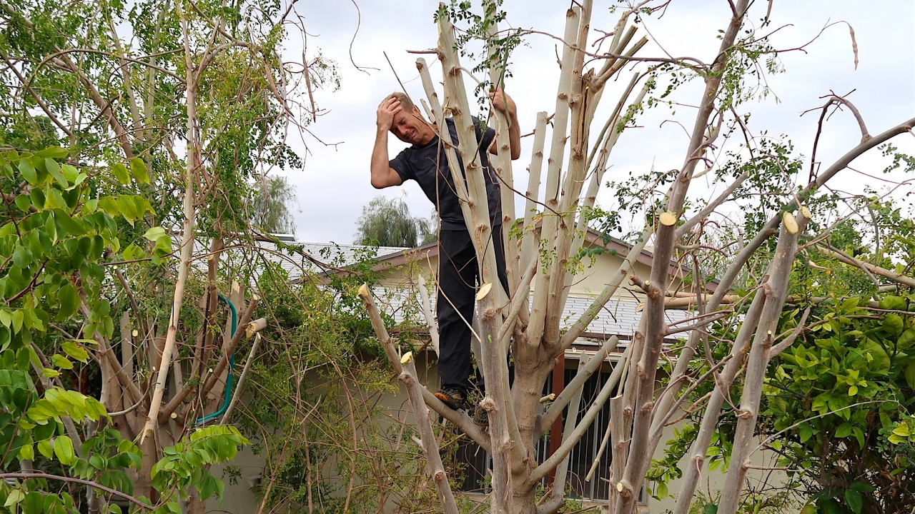 My Fruit Trees Got Cut Down...
