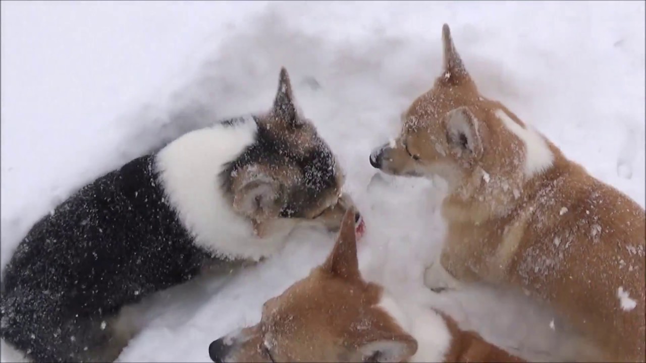 Corgis playing ball in the snow