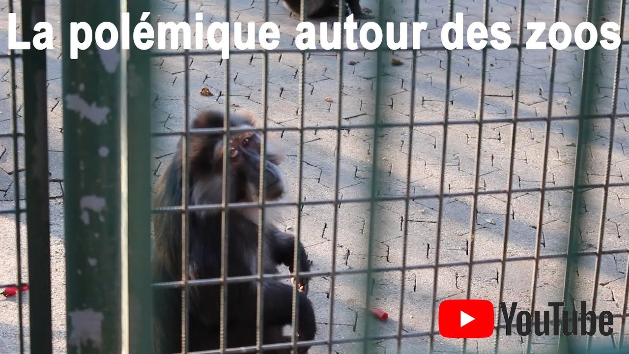 La polémique autour des zoos