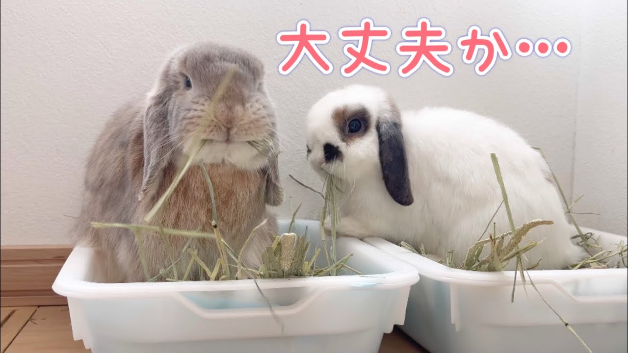 うさぎを置いて2泊3日…帰宅したらこうなっていました#391