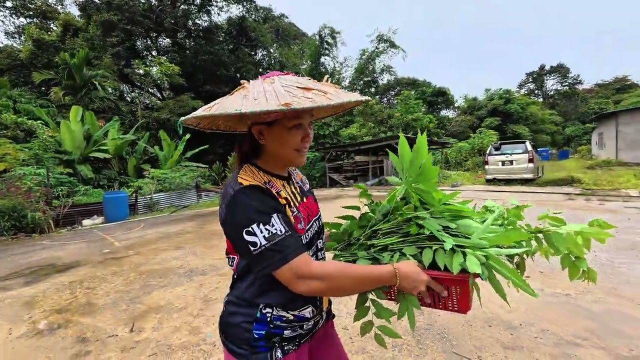  Permintaan BS 😍 Nak Makan Pucuk Manis, Capoh Bala😂 Indai Nya Manduk Cabi💞