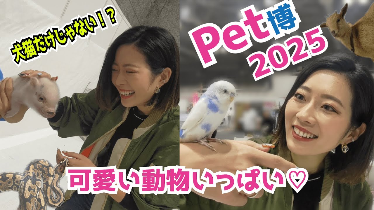 🎥【ペット博2025】かわいすぎ注意！にぎやかな動物たちに囲まれてきた🐶🐍🐷