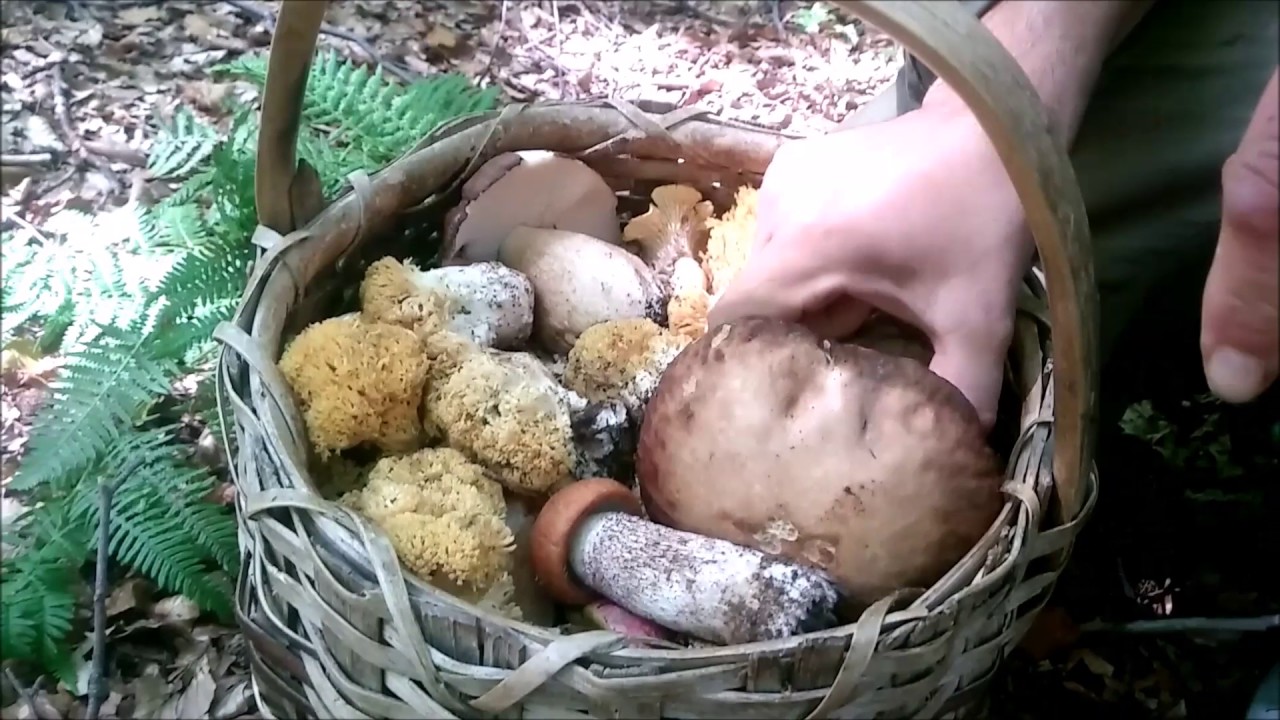 Funghi raccolti in Sila (zona Lago Ampollino)