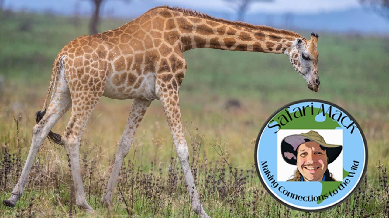 Safari Mack Returns to Africa: Giraffe Part 1 #safarimack #giraffes #serengetinationalpark
