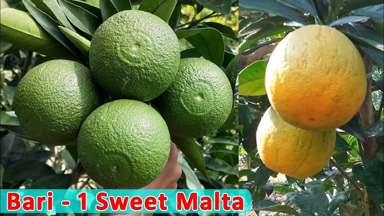 Bari-1 Sweet Malta Farming Full Information || Contact : 9333227579