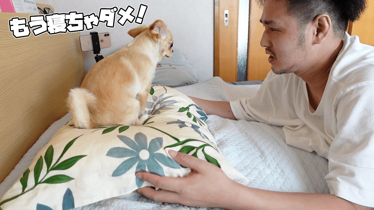 犬が4度寝する飼い主を叩き起こし、次こそ寝ささない為に枕の上に乗る行動が可愛すぎる【吠える】【チワワ】【dog】【chihuahua】