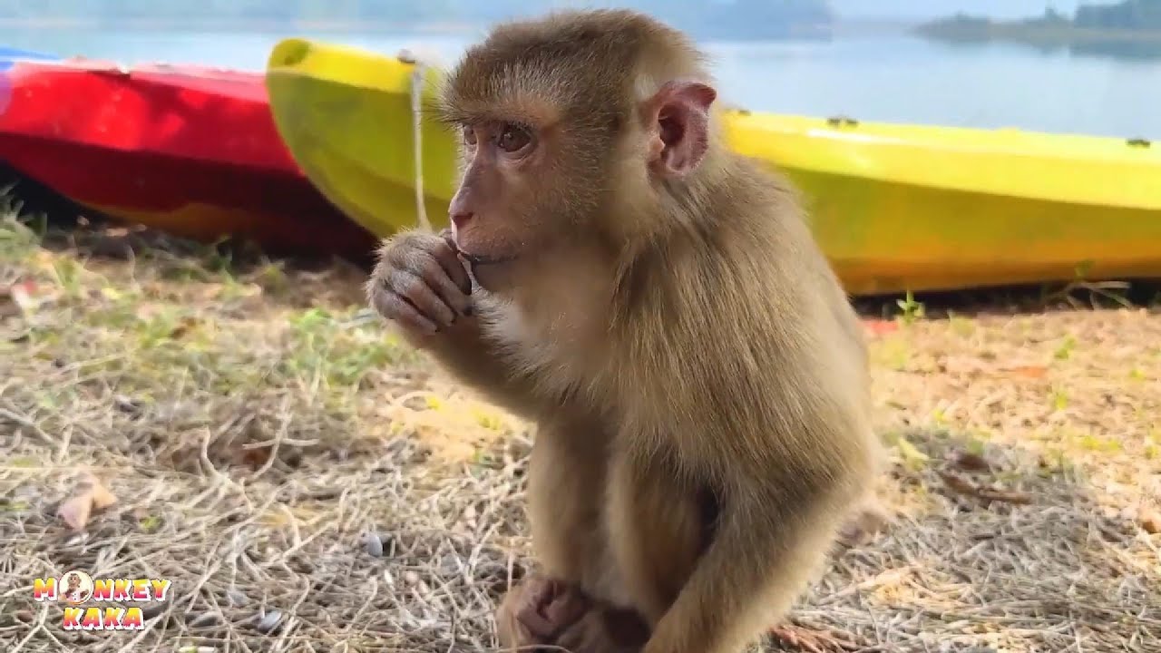 On this harsh island, Monkey Kaka only knows how to eat the seeds of trees.
