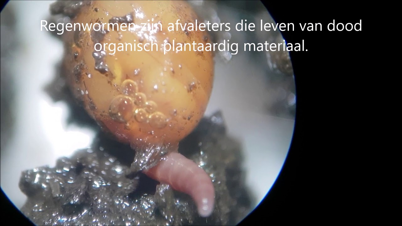 Birth of an earthworm/Geboorte van een regenworm.