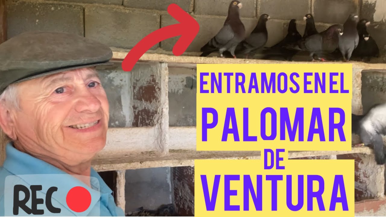 Nos Adentramos en el Palomar de Ventura (Mula) nos muestra sus Animales y nos habla de ellos!