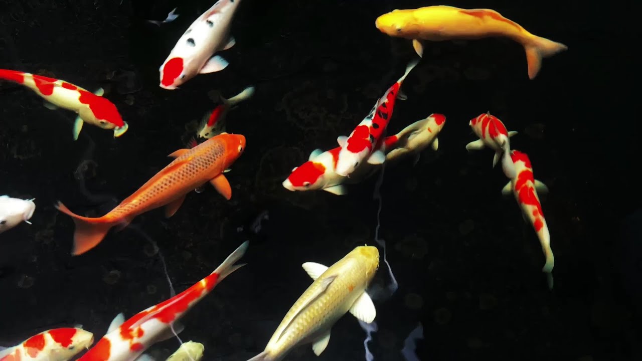 Silent Koi Pond &ndash; Relaxing Water Ambience & Mesmerizing Fish Movements for Deep Calm and Inner Peace
