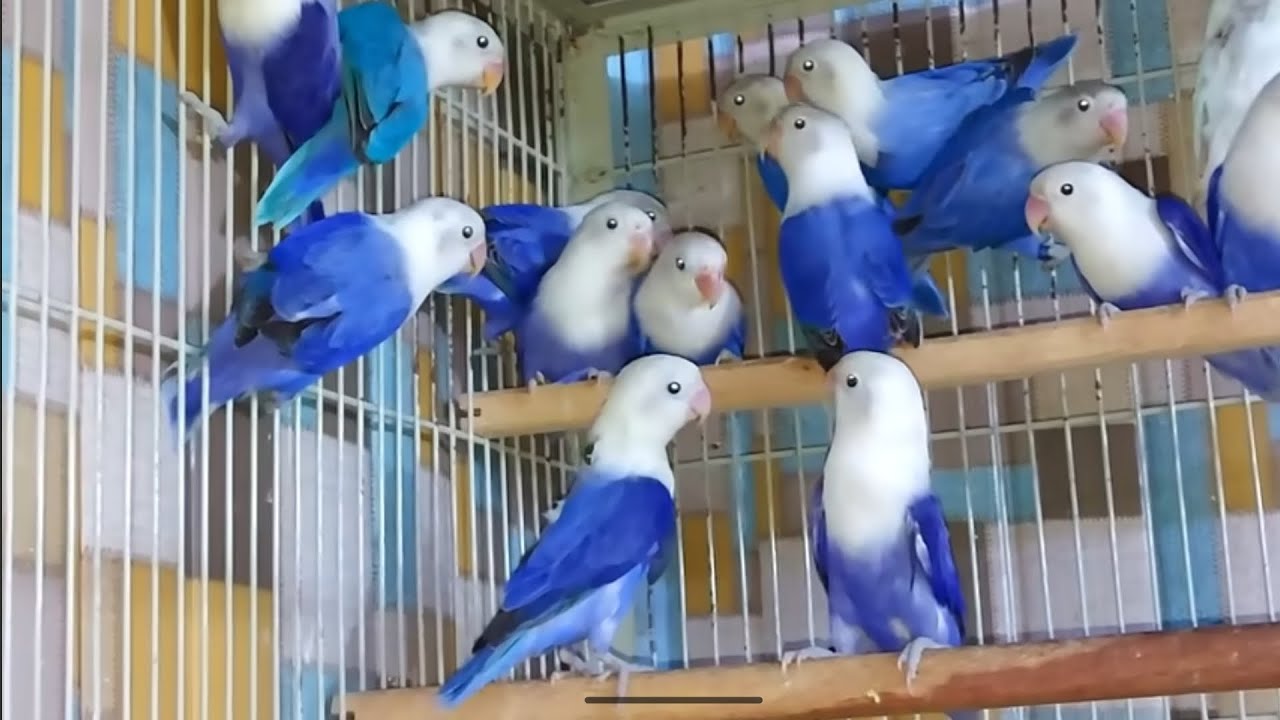 love bird breeding progress