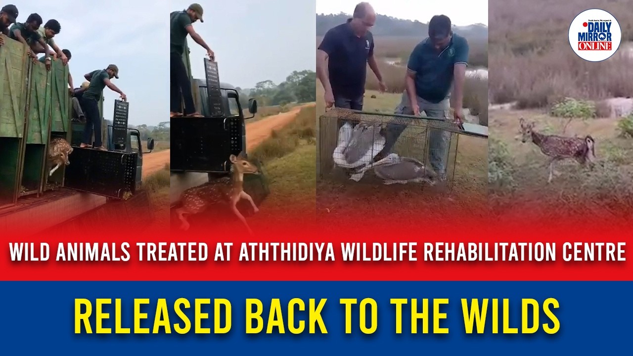 Wild animals treated at Aththidiya wildlife rehabilitation centre released back to the wilds