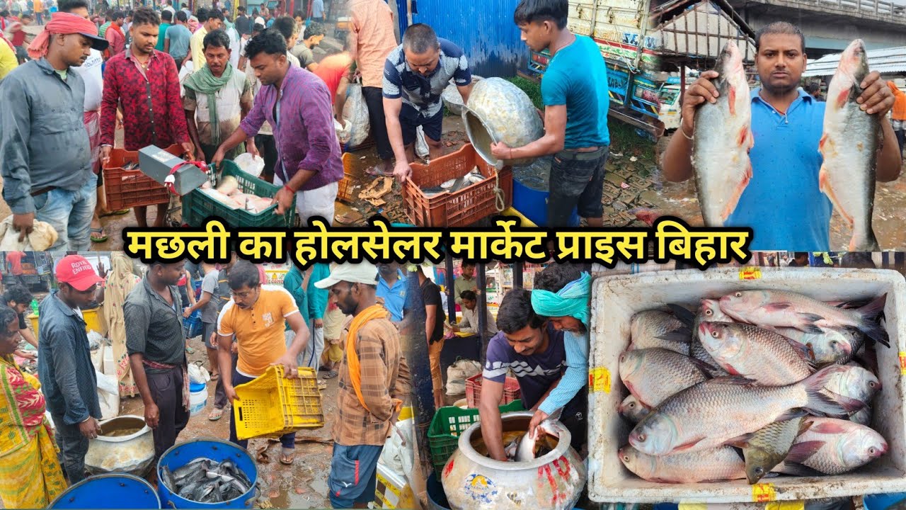 मछली होलसेलर मार्केट प्राइस बिहार |15/ /3/2026 के दिन मछली का होलसेलर रेट | FISH WHOLESALER MARKET 