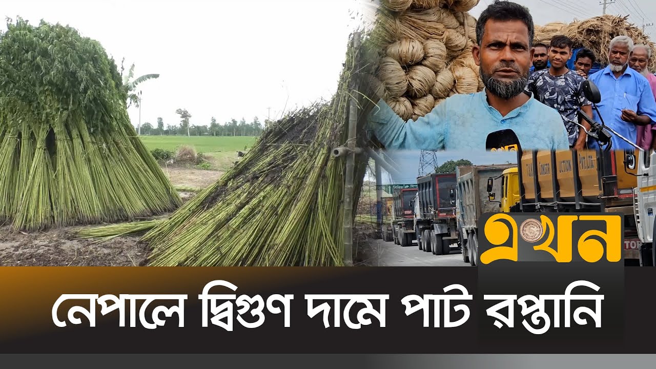 পঞ্চগড়ের সোনালী আশের নতুন সম্ভাবনা | Panchagarh News | Jute Export | Ekhon TV