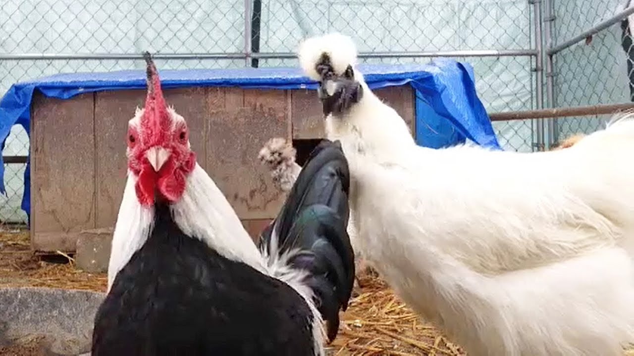 🔴 Silkie Chicken Coop Run Live Stream!