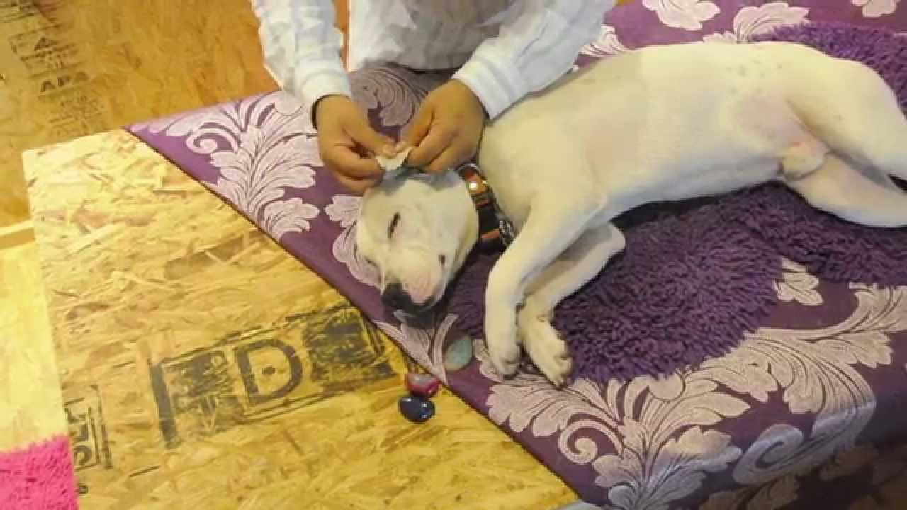 MasajeMasaje Relajante para perros