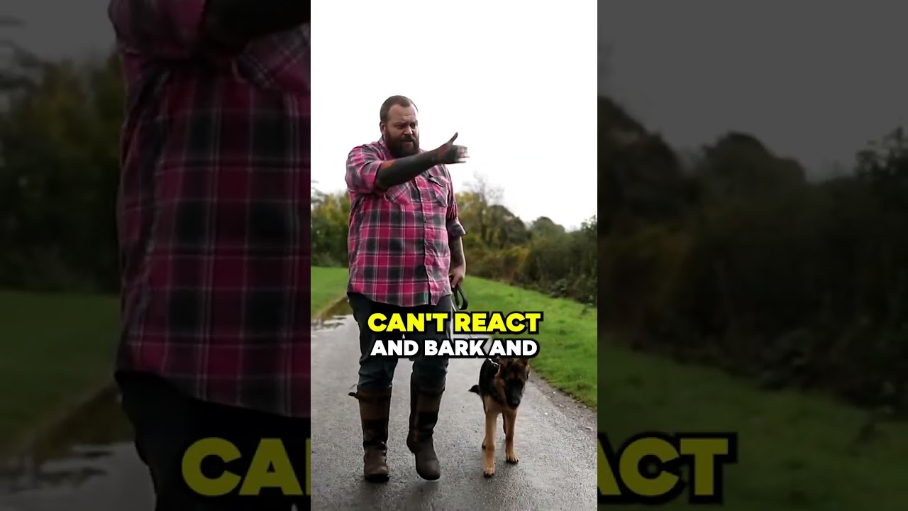 Best Dog Walking Advice