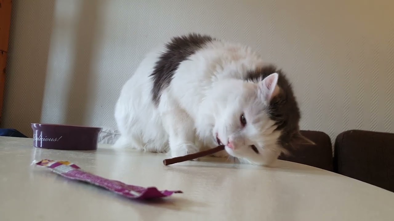 Sirius and the snack