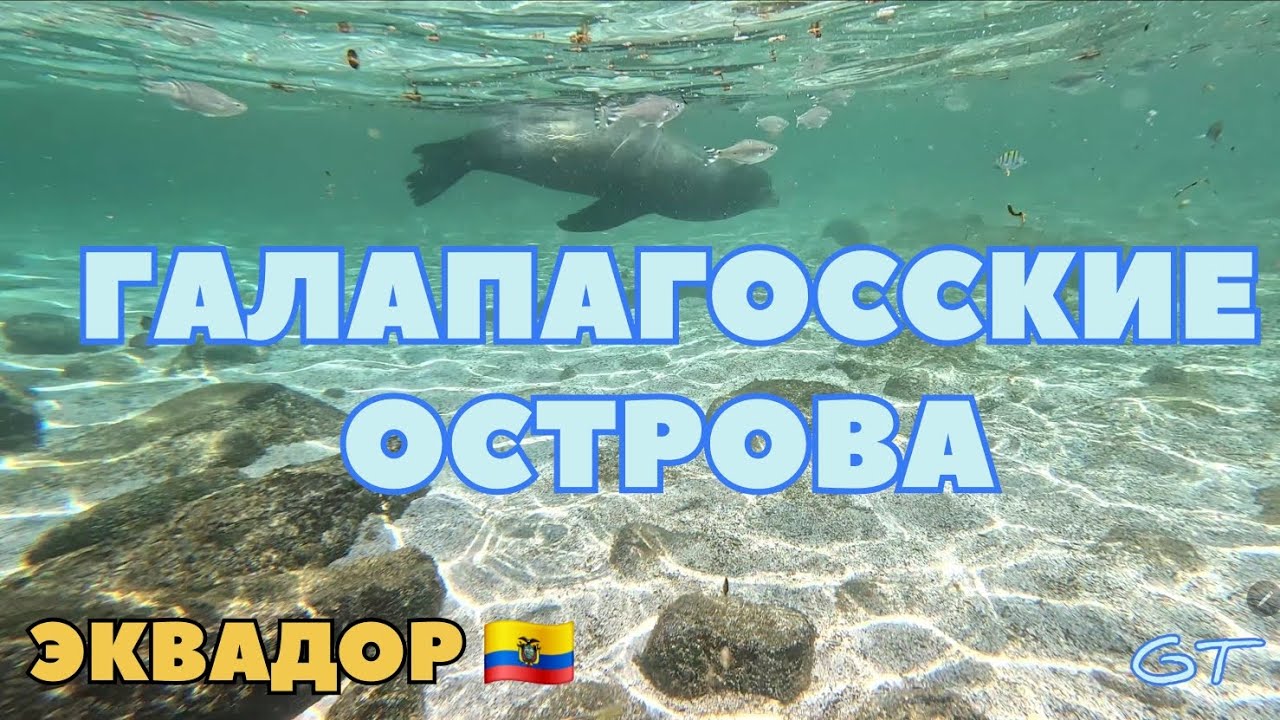 ПОДВОДНЫЙ МИР ТИХОГО ОКЕАНА. ГАЛАПАГОССКИЕ ОСТРОВА. ЭКВАДОР 🇪🇨 