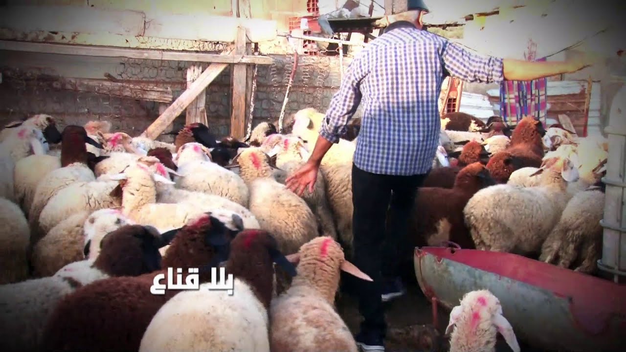 فرصة في علوش العيد..الأسعار من خمسمائة دينار الى زوز ملاين..أضاحي ضخمة ومتوسطة وكل قدير وقدرو