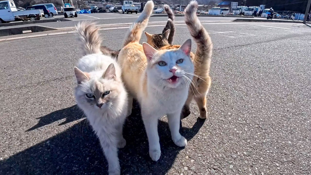 猫島の港付近にいた猫たちがかわいすぎた
