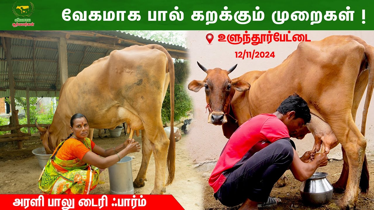 பால் கறந்து பார்த்திடலாம் வாங்க #vivasayaarvalargal