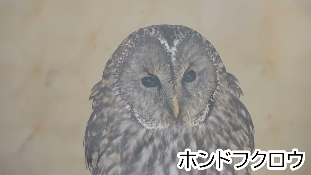 [動物園]小諸市動物園[2025.12.28]